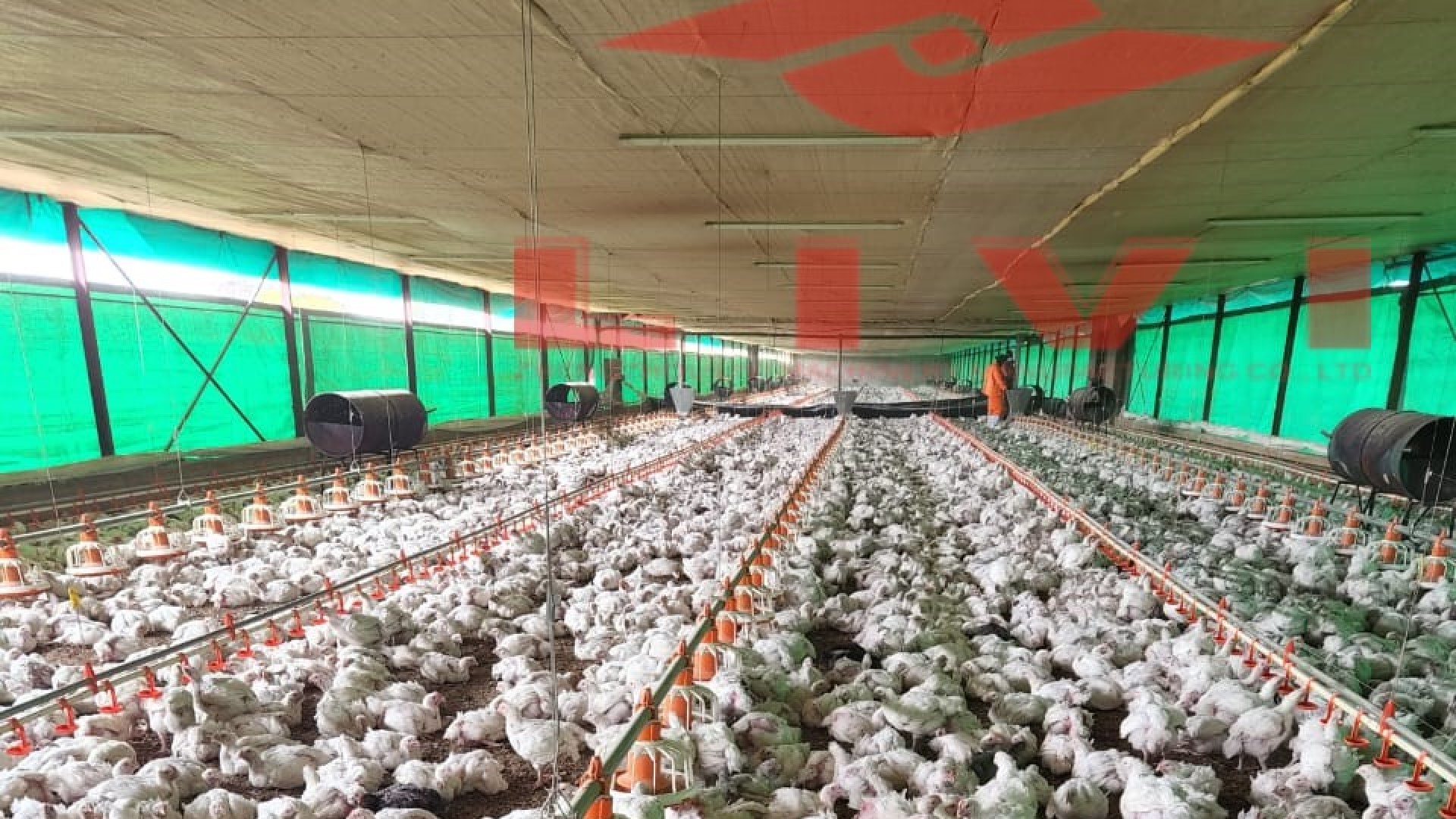 Южная Африка выращивает кур на земле